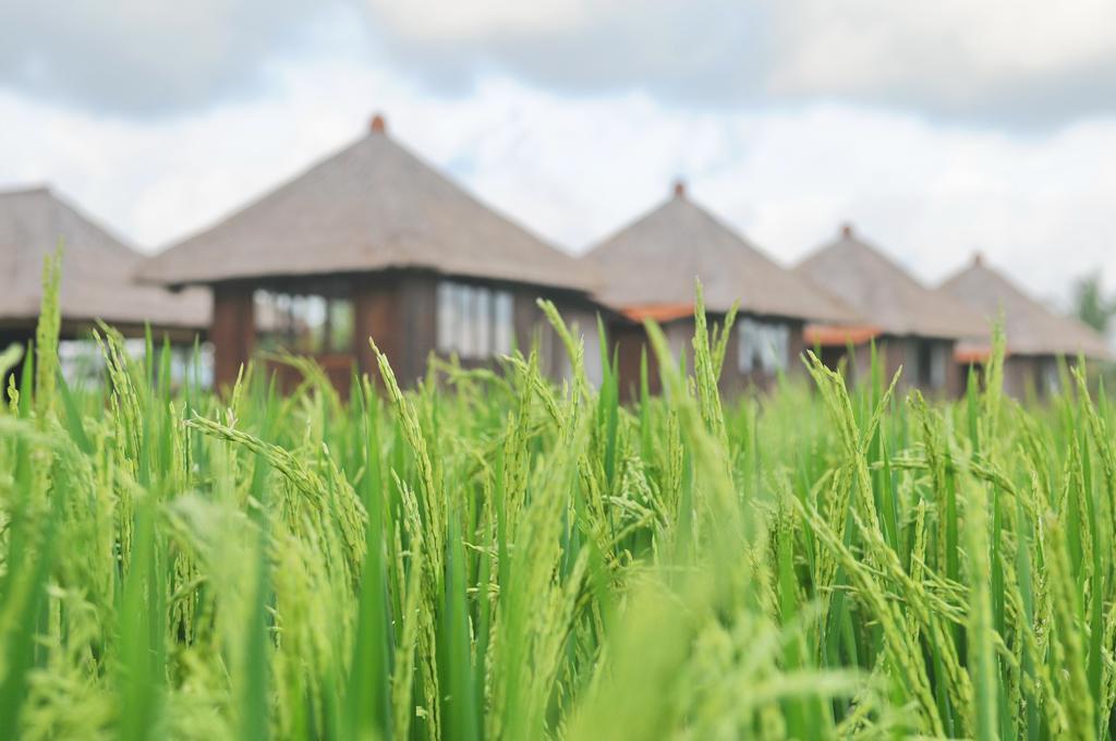 Taman Bintang Villa Ubud מראה חיצוני תמונה